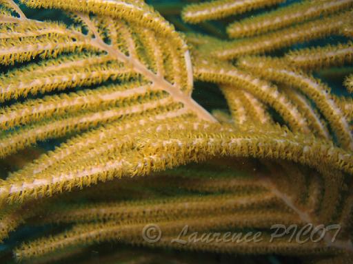 gorgone Pseudoterogorgia sp 2.JPG